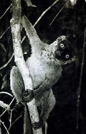Sanford-Lemur